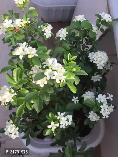 Healthy Jasmine Plant - Perfect for Indoor Spaces-thumb0