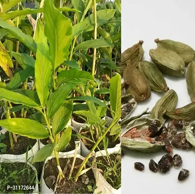 Organic Cardamom Plant - Aromatic Live Herb-thumb0