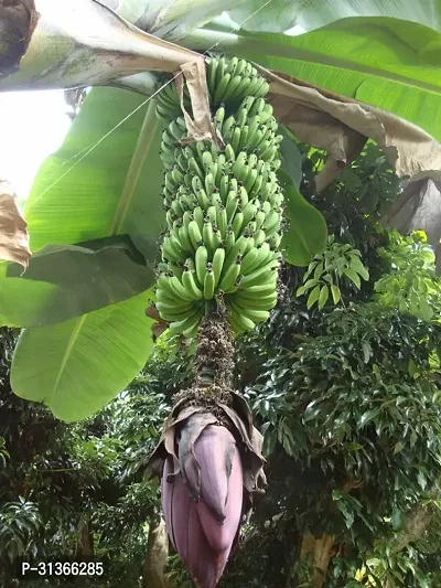 Rare Blue Java Banana Plant - Unique Live Plant-thumb0