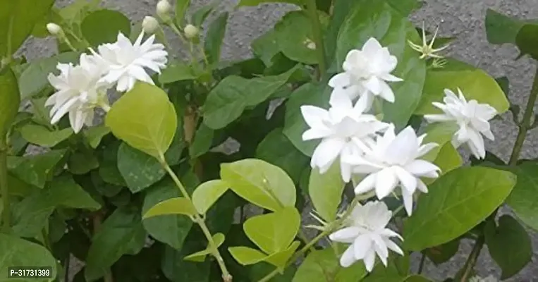 Live Jasmine Plant - Beautiful and Aromatic-thumb0