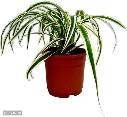 Spider Plant with Pot - Low Maintenance Indoor Greenery-thumb0