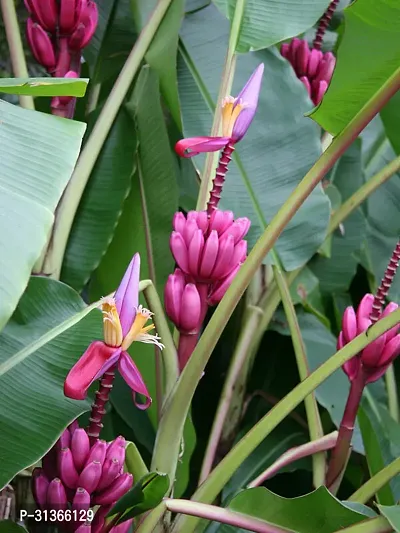 Mini Banana Plant - Great for Indoor and Outdoor Spaces-thumb0