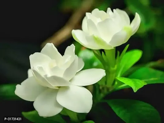 Healthy Jasmine Plant - Perfect for Any Room-thumb0