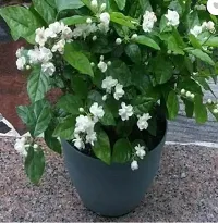 Fragrant Jasmine Plant - Ideal for Meditation and Relaxation-thumb1