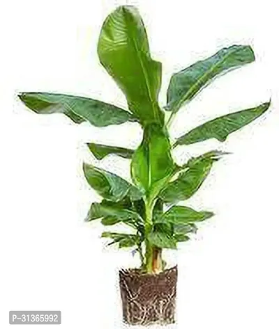 Miniature Banana Tree - Perfect for Indoor Gardening-thumb0