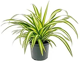 Healthy Spider Plant - Beautiful Indoor Decor-thumb1