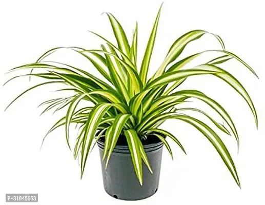 Healthy Spider Plant - Beautiful Indoor Decor-thumb2