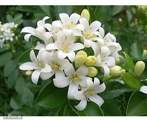 Live Jasmine Plant - Perfect for Creating a Tranquil Space-thumb0