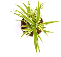 Healthy Spider Plant - Beautiful Indoor Decor-thumb1