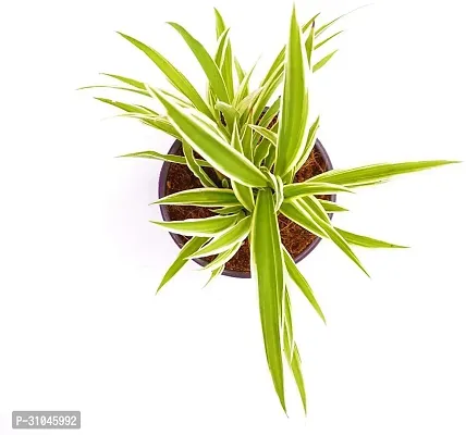 Healthy Spider Plant - Beautiful Indoor Decor-thumb2