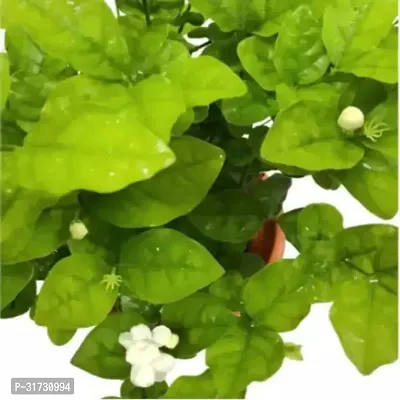 Fragrant Jasmine Plant - Perfect for Relaxation-thumb0