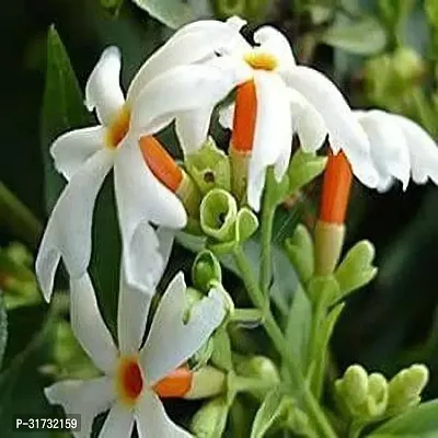 Fragrant Jasmine Plant - Perfect for Meditation Spaces-thumb0