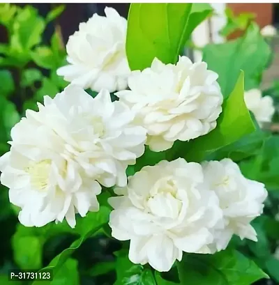 Jasmine Plant with Pot - Adds Fragrance to Any Room-thumb0