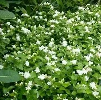 Fragrant Jasmine Plant - Perfect for Bedrooms and Living Areas-thumb2