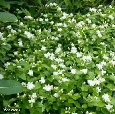 Fragrant Jasmine Plant - Perfect for Bedrooms and Living Areas-thumb3