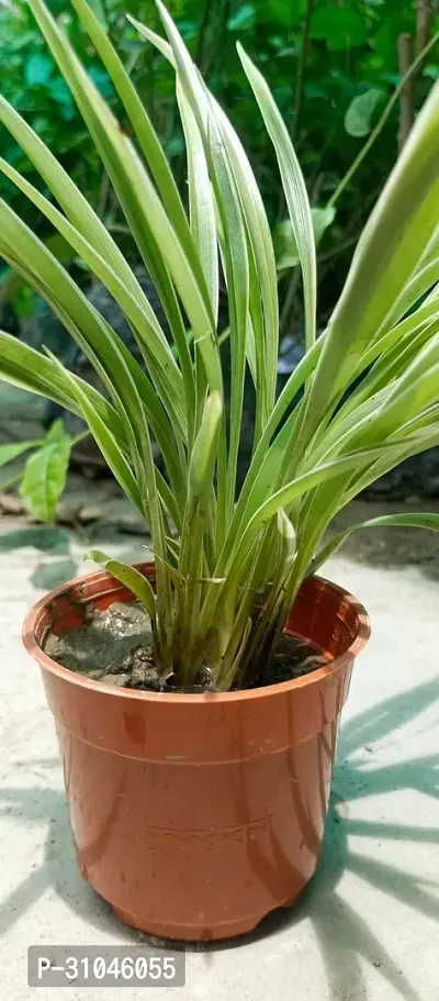 Spider Plant - Perfect Indoor Plant for Fresh Air-thumb3