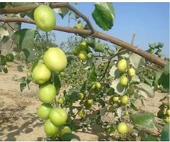 Early Maturing Ber Apple Tree-thumb1