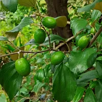 Early Maturing Ber Apple Tree-thumb2