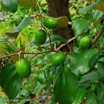 Early Maturing Ber Apple Tree-thumb3