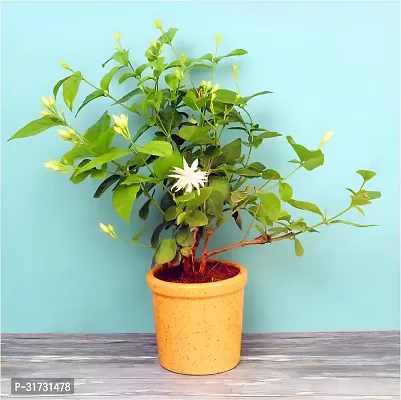 Sweet-Smelling Jasmine Plant for Balconies-thumb0