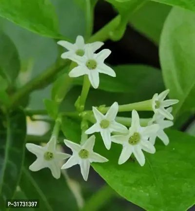 Fragrant Jasmine Plant - Perfect for Relaxation-thumb0