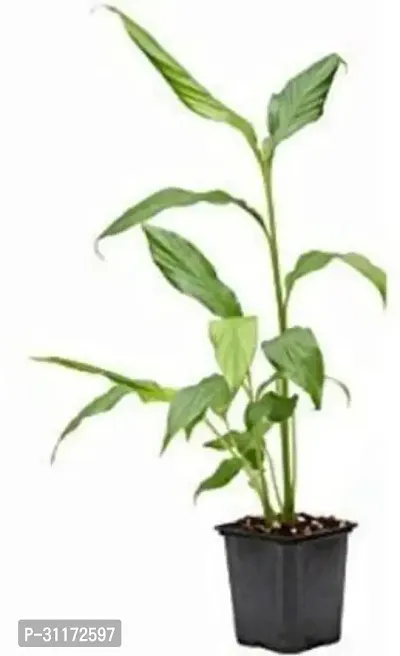 Live Elaichi Plant - Fresh Aromatic Herb-thumb0