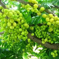 Miniature Amla Tree - Space-Saving Fruit-thumb1