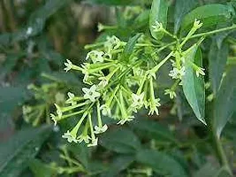 Fragrant Jasmine Plant - Ideal for Relaxation-thumb1