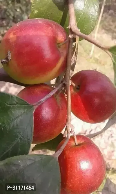 Ber Apple Sapling - High Survival Rate