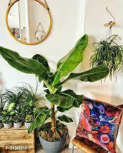 Live Tropical Banana Plant - Perfect for Warm Climates