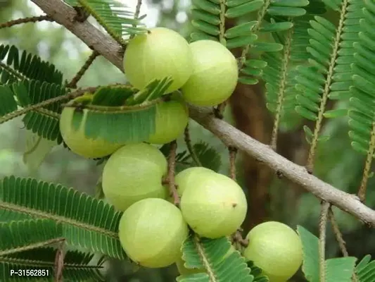 All-Natural Amla Plant - Pure and Organic