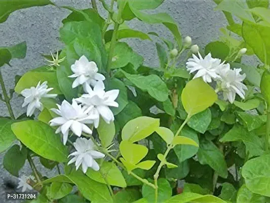 Fragrant Jasmine Plant - Ideal for Home Decor-thumb0