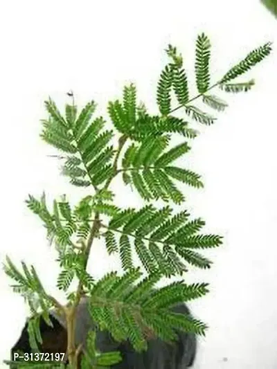 Prosopis Cineraria for Outdoor Spaces-thumb0