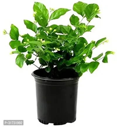 Jasmine Plant for Indoor Decor - Beautiful and Aromatic-thumb2