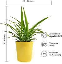 Spider Plant - Indoor Air Purifying Houseplant-thumb1