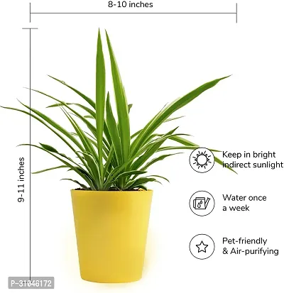 Spider Plant - Indoor Air Purifying Houseplant-thumb2