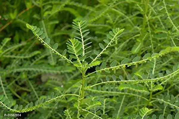 Evergreen Amla Bush - Year-Round Greenery-thumb0