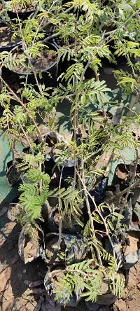 Prosopis Cineraria with Ceramic Pot-thumb1