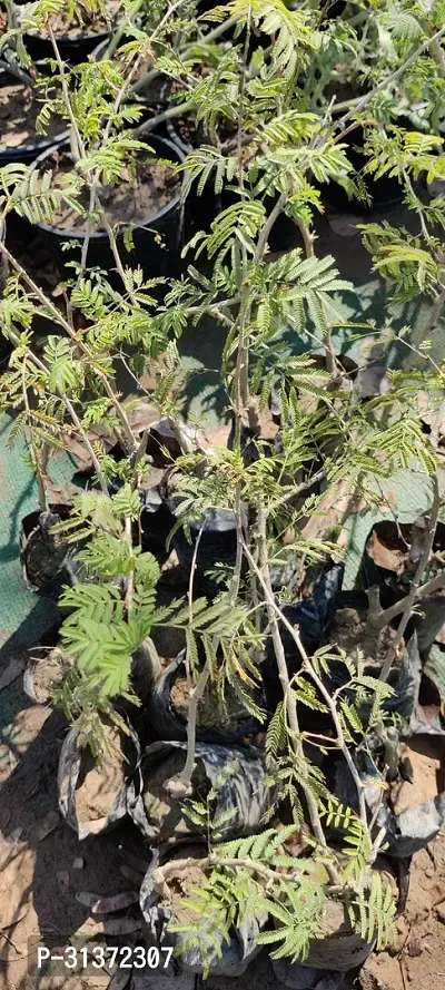 Prosopis Cineraria with Ceramic Pot-thumb2