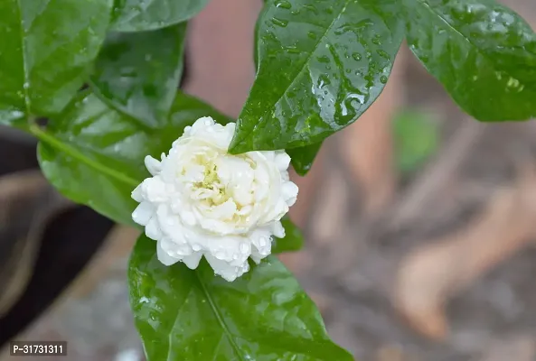 Jasmine Plant - A Natural Air Purifier-thumb0