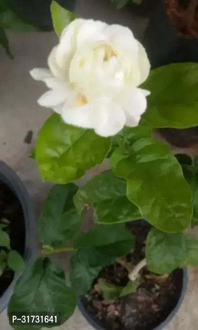 Live Jasmine Plant - Easy Care and Aromatic-thumb0