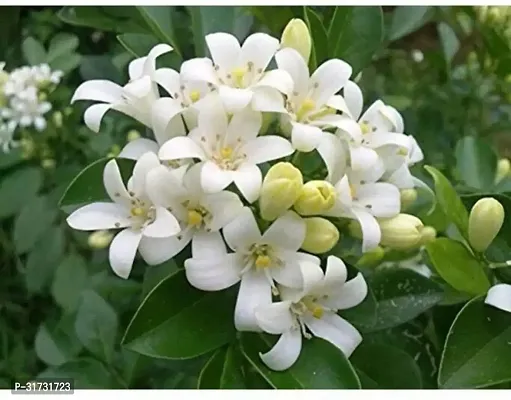 Potted Jasmine Plant - Beautiful and Low Maintenance-thumb0