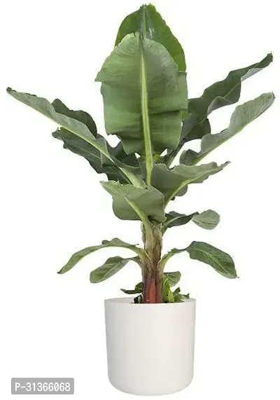 Dwarf Cavendish Banana Plant - Indoor/Outdoor Live Plant-thumb0