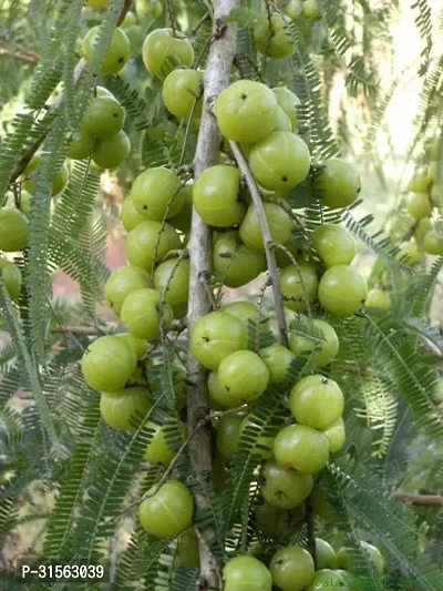 Indian Gooseberry Plant - Amla Variety-thumb0