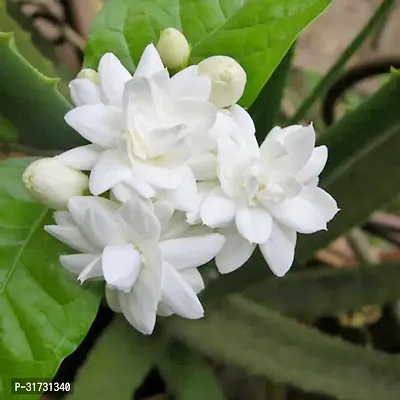 Potted Jasmine Plant - Perfect for Indoor and Outdoor Decor-thumb0