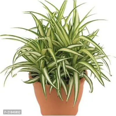 Spider Plant - Perfect Indoor Plant for Fresh Air-thumb0