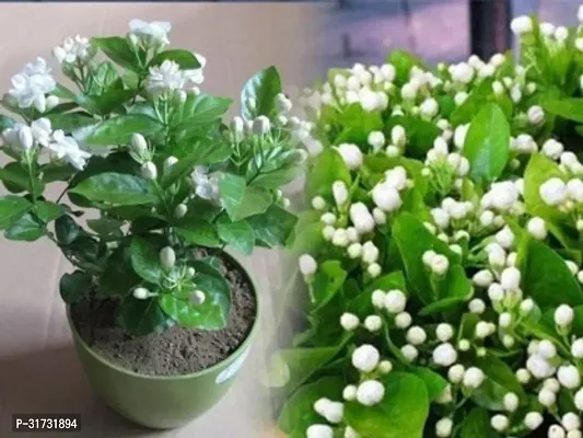 Aromatic Jasmine Plant - Ideal for Home  Garden Decor