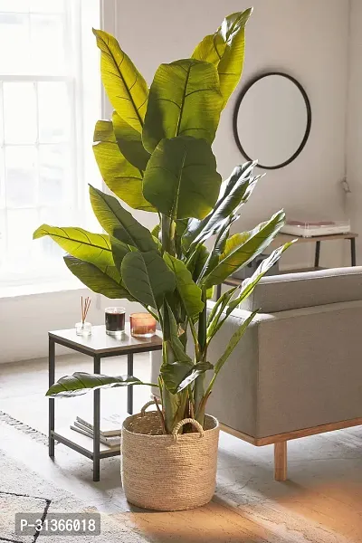 Dwarf Indoor Banana Plant - Easy to Care For-thumb0