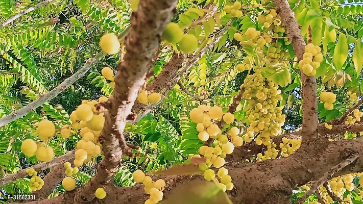 Nutrient-Rich Gooseberry Tree - Amla Variety-thumb0