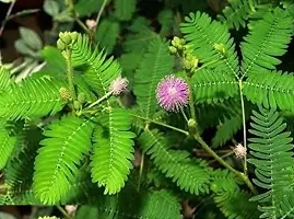 Prosopis Cineraria with Organic Soil-thumb2